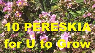 The Plant Traveller 10 Pereskia Species to Grow orapronobis [upl. by Brice]