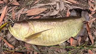 Arnhemland Adventures Hunting Saratoga in spring fed creeks [upl. by Ahsyas]