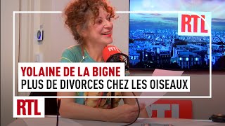 Yolaine de La Bigne  plus de divorce chez les oiseaux [upl. by Gilman811]