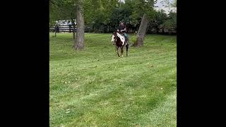 Booker Chestnut Overo Paint Gelding [upl. by Kcirdahc]