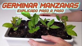 Germinar Manzanas Rápido  Sembrar y Cultivar Manzana  Germinar semillas de Manzana  Huerto [upl. by Ainnek57]