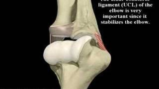 What is Pitchers Elbow What is Ulnar Collateral Ligament [upl. by Brest]