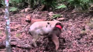 Hog Hunting Solo in Florida with Dogs [upl. by Ricardo]