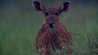 NouabaléNdoki National Park Celebrates 30 Years  WCS Congo [upl. by Notnats]