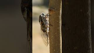 Class Insecta 985421  Insects amp Cicadas Superfamily Cicadoidea  Observed in Description [upl. by Doelling]