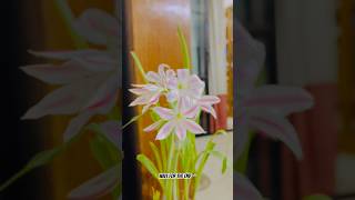 crinum lily🫶🌷 sanjidasathi plants lilyflower [upl. by Aniram]