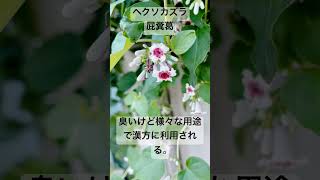 ヘクソカズラ 悪臭 漢方 花言葉 skunkvine アカネ科 Paederiascandens [upl. by Elleret]