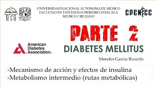 DIABETES MELLITUS Pte 2 Metabolismo intermedio  Clase virtual  Dr Garcia [upl. by Gnap]