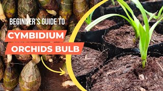 Bulb cymbidium orchids ll How To transplant cymbidium orchids bulbs ll [upl. by Saffier]