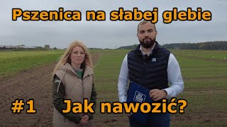 Pszenica na słabej glebie Jak nawozić 1 [upl. by Frederich]