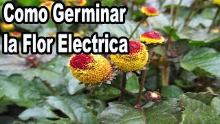 Germinar Semillas de Flor Electrica Acmella Oleracea [upl. by Ahsenyl898]