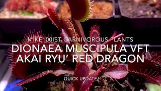 Dionaea Muscipula Akai Ryu Red Dragon quick update 163 days since arrived [upl. by Ennovyahs]