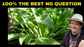 COMFREY PLANT The Best Companion Plant for Your Fruit Trees [upl. by Nanine]