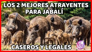 🔴 Crea 2 Atrayentes para Jabalí Caseros Muy Fácil y cómo usarlos eficaces y baratos puerco chancho [upl. by Wall591]