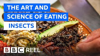 Should we all be eating insects  BBC REEL [upl. by Yehus]