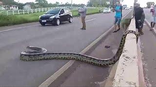 12 COBRAS GIGANTES CAPTURADAS NO BRASIL [upl. by Sowell]