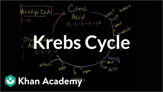 Krebs  citric acid cycle  Cellular respiration  Biology  Khan Academy [upl. by Oikim]