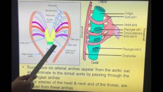 Embryology of Cardiovascular System  Part III by Dr Vijaya  Development of aortic arches [upl. by Huebner450]