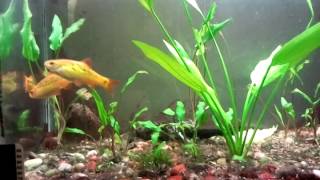 Golden Barbs in Planted Tank Eating Lettuce [upl. by Jaala]