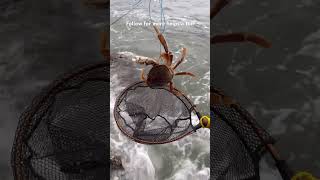 Crabbing for Dungeness crab off the jetty fishing crabbing pnw shorts ￼ [upl. by Nariko]