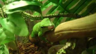 Madagascar Giant Day Gecko caught cricket 馬達加斯加日守宮捉蟋蟀 [upl. by Nodnorb]