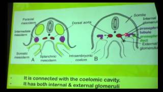 11 DrDoaa 1642015  Fetal circulation  Urinary system  pronephros  meso nephros [upl. by Eiramanel]