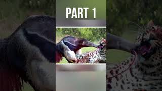 jaguar vs giant anteater fight part 01 shorts [upl. by Anceline]