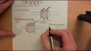 G Protein Coupled Receptors Part 1 [upl. by Ahsercul]