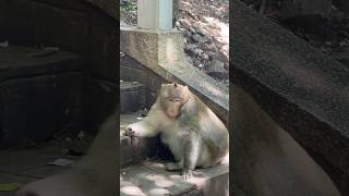 Big Monkey🐒 monkeylove monkey cute naturemonkey shortvideo [upl. by Brannon]