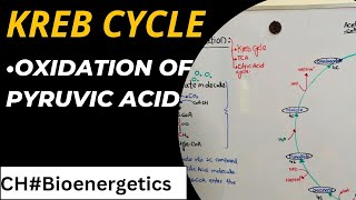 Kreb Cycle class 11  Citric Acid Cycle  TCA cycle [upl. by Trela817]