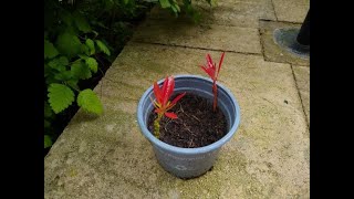 How to Propagate a Pieris Japonica Forest Flame [upl. by Herwin385]