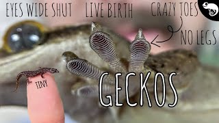 Geckos All of the Geckos  Phylogeny of Lizards [upl. by Naivad]