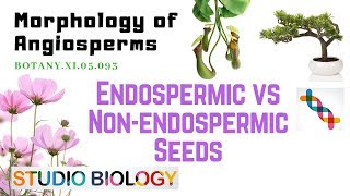 BOTANY XI05093 – Morphology of Angiosperms – Endospermic vs Nonendospermic seeds [upl. by Payson915]