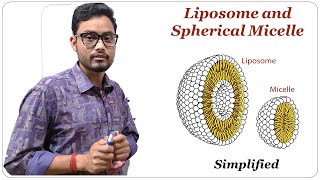 Liposome and Spherical Micelle  Cell Biology [upl. by Ecile]