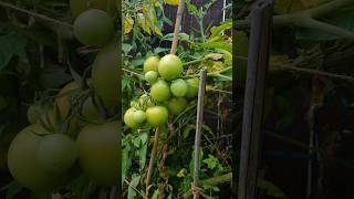 Harvesting homegrown tomatoes harvest garden tomatoes thakali youtubeshorts [upl. by Nilesoj]