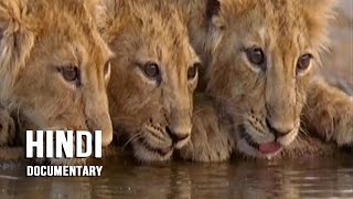 Gir Forest National Park  Wave Hindi Documentary [upl. by Jeffery984]