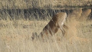 Common Duiker digging for roots  Botswana [upl. by Ellives237]