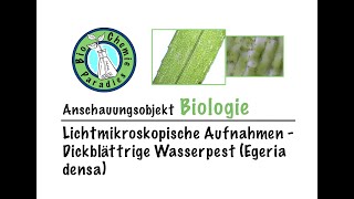 Anschauungsobjekt Biologie – Mikroskopische Aufnahmen – Dickblättrige Wasserpest Egeria densa [upl. by Publius]