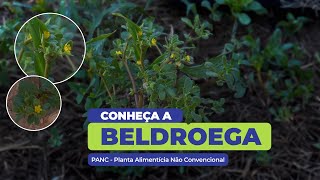 Beldroega  Uma Planta Alimentícia Não Convencional [upl. by Filide]