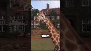 Giraffe Manor Hotel shorts facts funfacts funfact interestingfacts interastingfact [upl. by Enyawud]