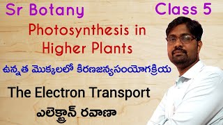 The Election Transport  Photosynthesis  ఎలెక్ట్రాన్ రవాణా  Sr Botany  Class 5 [upl. by Kore]