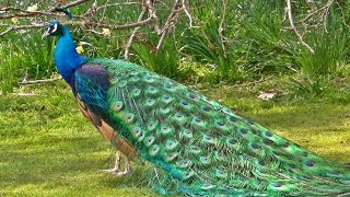 मोर नृत्य Peacock Dance in All its Glory  मोर  الطاووس [upl. by Lawford]