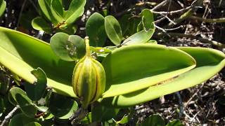 Brazilian Orchids Part 3 Cattleya guttata [upl. by Lamdin]