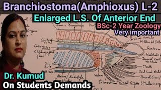 Branchiostoma Amphioxus Enlarged LS View Of Anterior End Of Amphioxus BSc2YearZoologyHindi [upl. by Laemaj667]