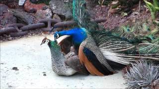 Peacock Mating 13 [upl. by Anilac]