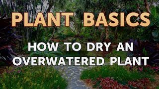 How to Dry an Overwatered Plant [upl. by Nerak]