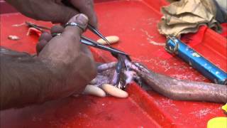 Hagfish Dissection [upl. by Sefton204]