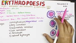 Erythropoesis  Physiology  Sites and Stages [upl. by Llerdnod428]