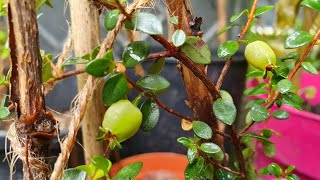 Myrteola Nummularia  tasting my first ripe berry [upl. by Shifra523]