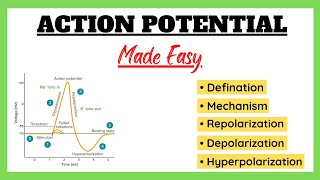 Action Potential Depolarization Repolarization Refractory Period Physiology Made Easy [upl. by Meenen]